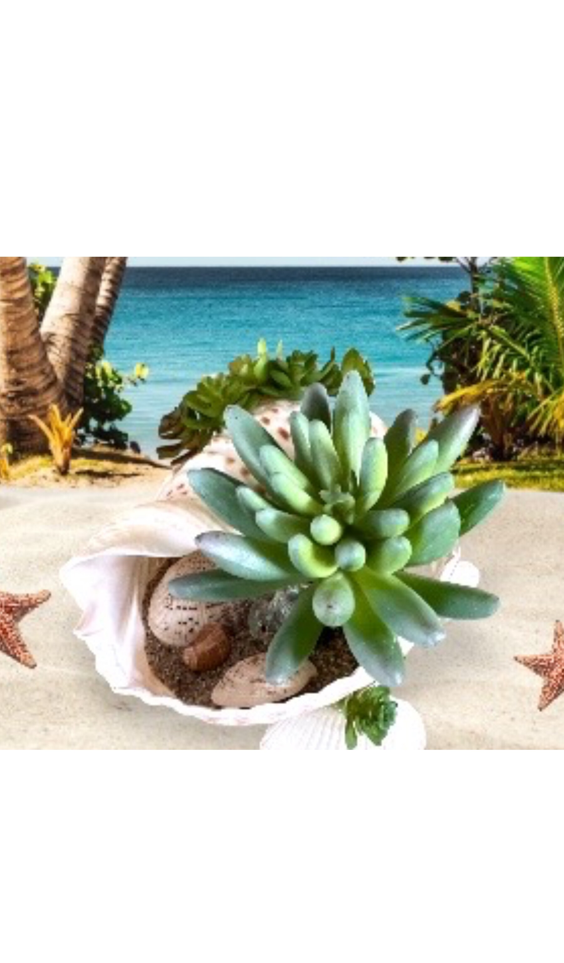 Seashell with Artificial Succulent